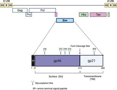 The Past, Present, and Future of a Human T-Cell Leukemia Virus Type 1 Vaccine